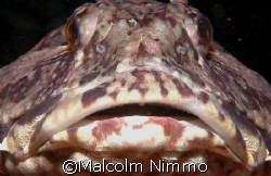 Another shot  taken off Vancouver Island - this guy didn'... by Malcolm Nimmo 